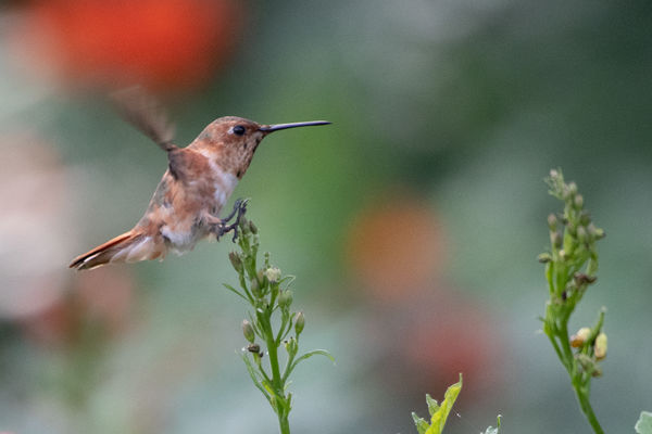 Allen's Hummingbird coming in for a landing...