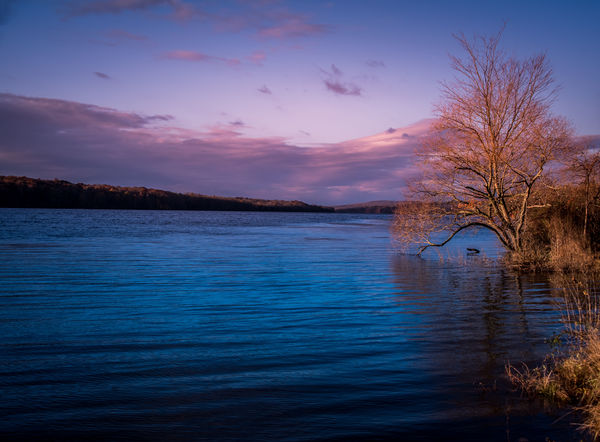 Tree on the lake...