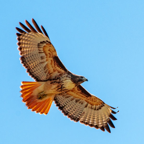 BIF and Pipit: A quick trip this morning to the San Joaquin Marsh ...