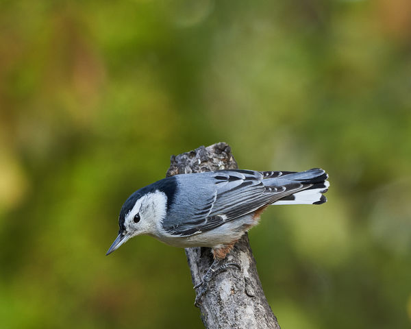 White-breated Nuthatch...