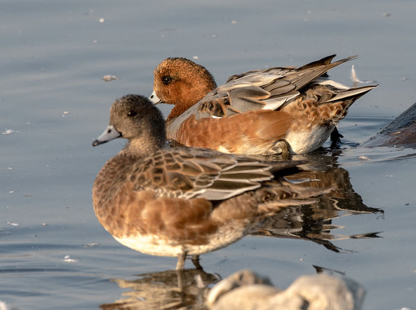 American Wigeon female in front...