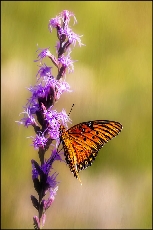 Gulf Fritillary on Liatris..texture added to backg...