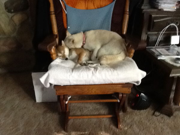 My chair - Our dogs love it --...