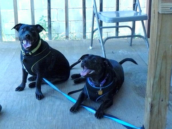 My Granddogs "Magic" on the Left and "Houdini" on ...