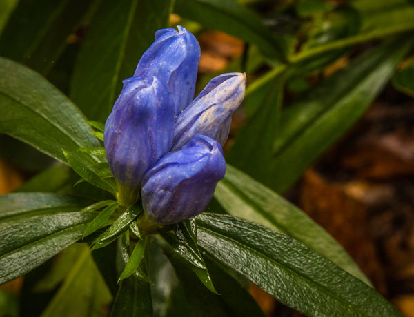 very late wildflower-Blue Gentian...