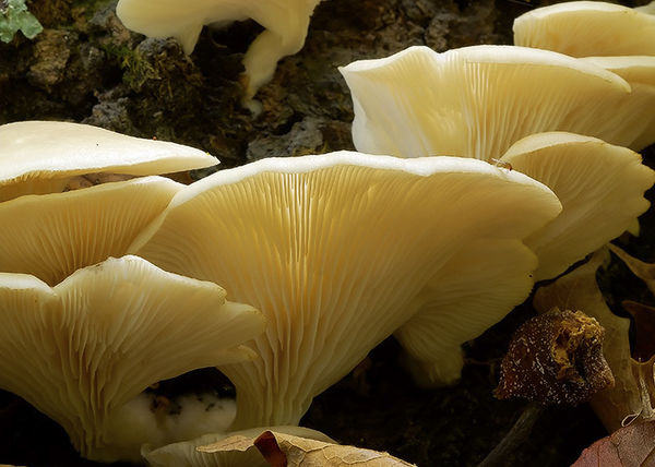 Oyster mushrooms...