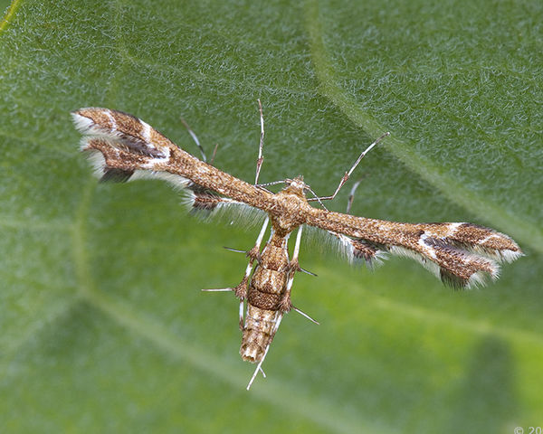 Plume moth on milkweed...