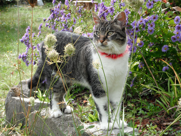 Casey among the flowers...