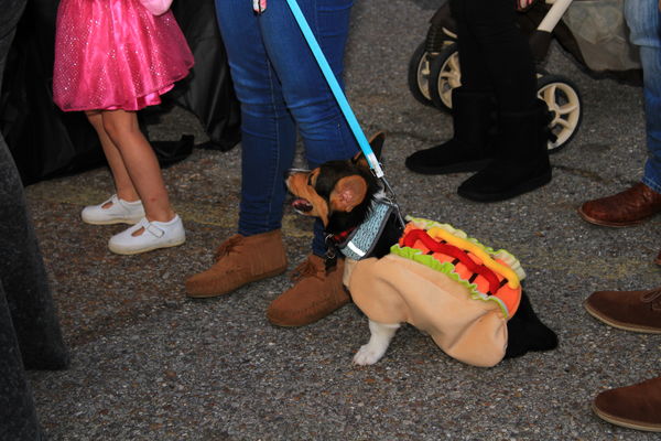 A Corgi dressed as a Hot Dog.....