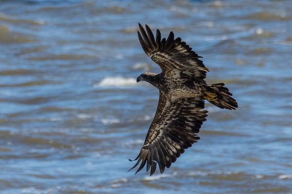 Juvenile eagle maneuvering...