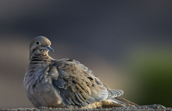 Mourning Dove Resting...
