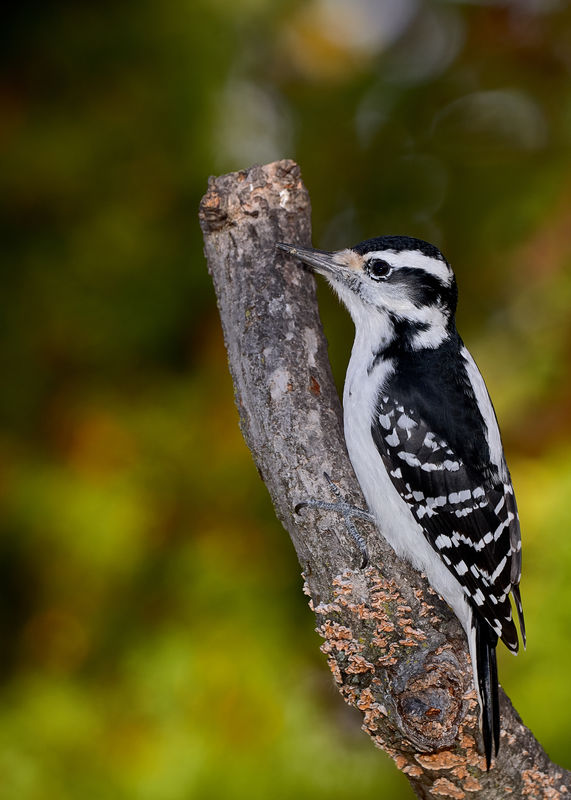 Hairy Woodpecker...