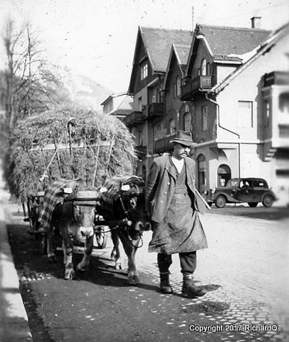 Oxen team pulling hay wagon through wealthy Bavari...