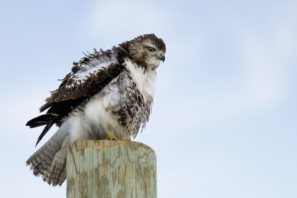 Red Tail Hawk fluffing up for the cold...