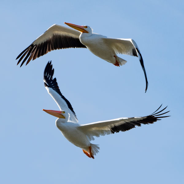 American White Pelicans...