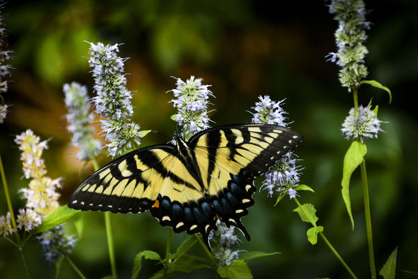Tiger Swallowtail nectaring on Agastache...