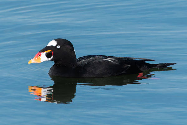 Clown-like face of the Surf Scoter...