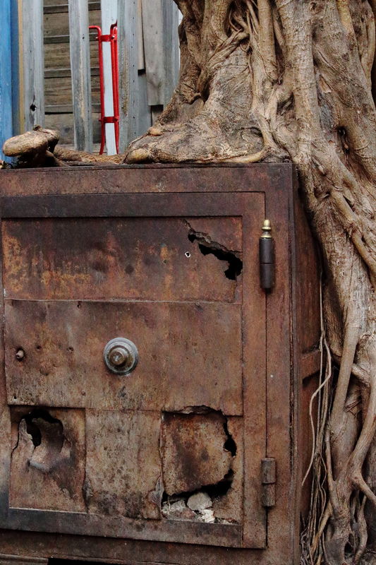 Fiscus tree growing through an old safe...