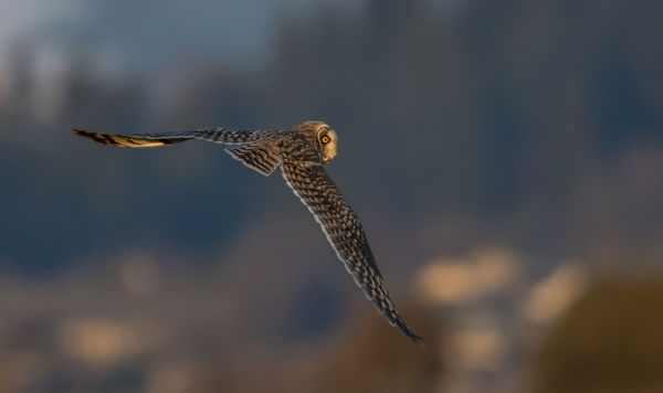 Short-eared Owl in the waning late afternoon light...