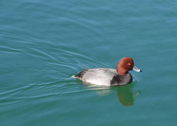 The Red Head ducks are arriving for the winter.....