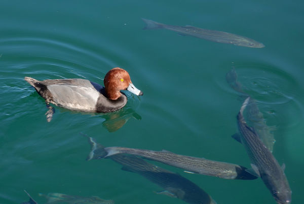 People like to swim with dolphins. Ducks like to s...