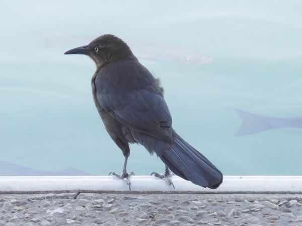 A Grackle watching the fish swim by....