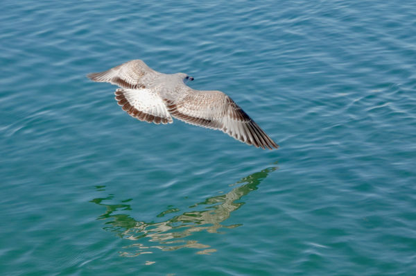 Could not resist taking this shot of a gull from a...
