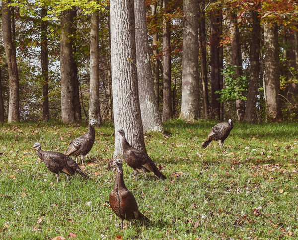 Turkeys in my backyard...
