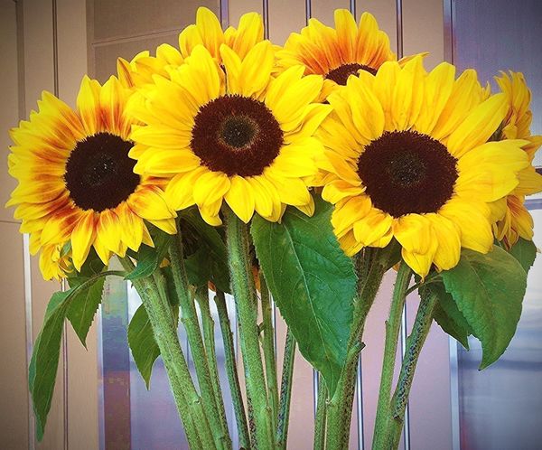 Tightly Cropped Image: "Sunflower Arrangement"...
