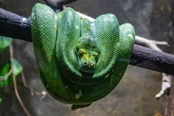 Green Python...