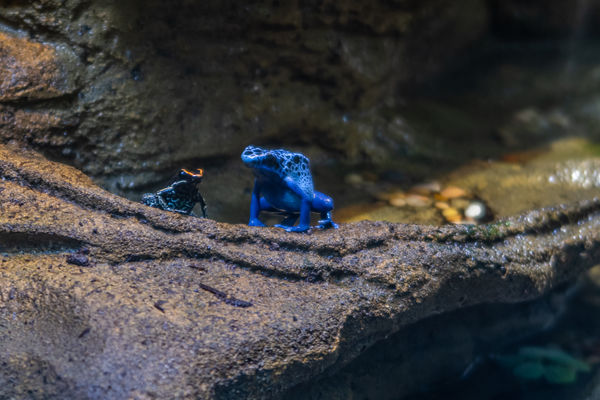 Blue poison dart frog...