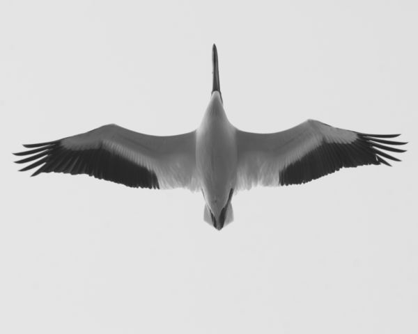 American White Pelican...