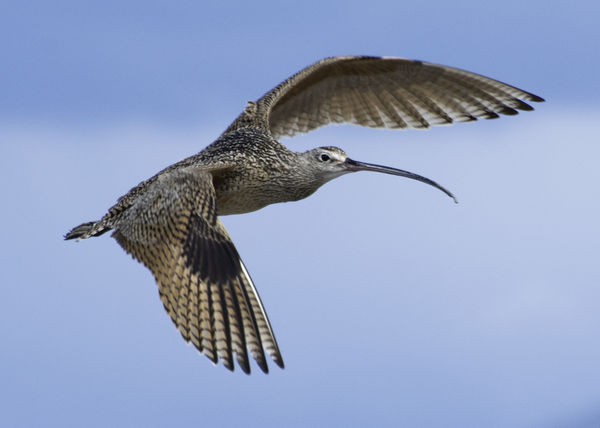Long Billed Curlew...