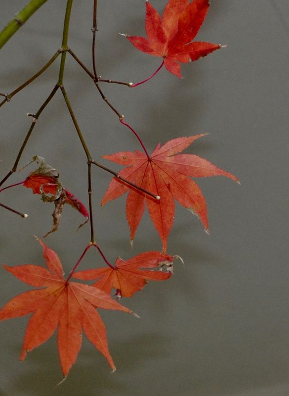The last to hang on Japanese Maple...