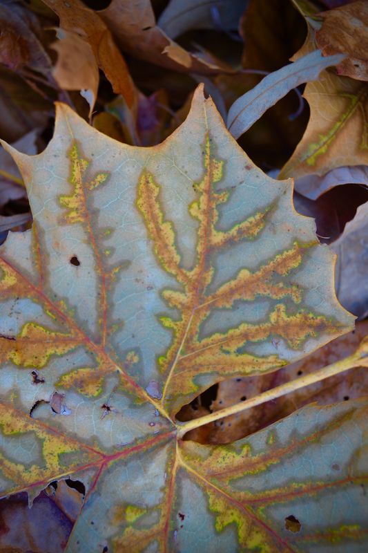 Sycamore leaf backside with wonderful veins and co...