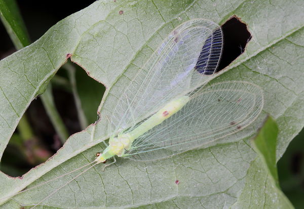Green lacewing...