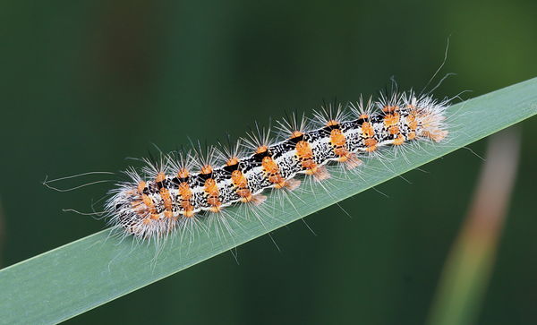 Cattail caterpillar...