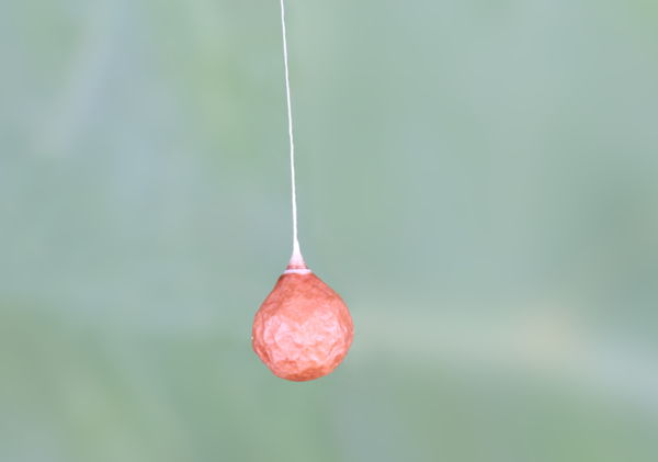 spider egg sac...