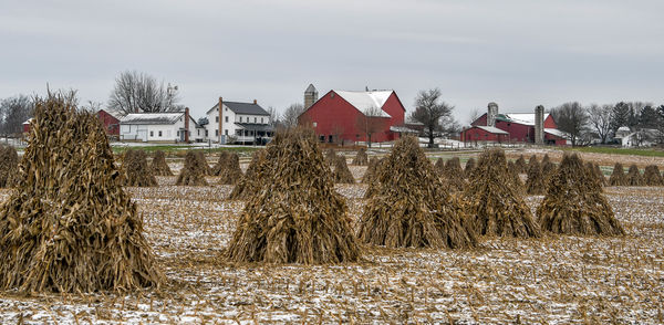Rule of odds - taken yesterday out in Amish countr...