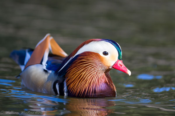 Mandarin Duck...