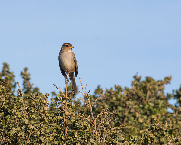 Posing Sparrow...