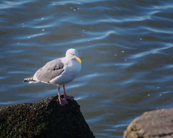 Seagull on a Rock...
