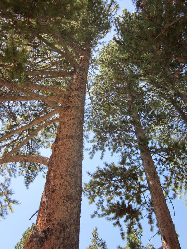 Triangle of Lodgepole pines...