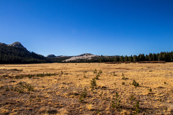 Tuolumne Meadows with the Lembert Dome in the Cent...