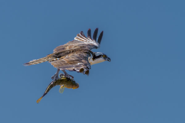 Osprey with Barred Sand Bass...