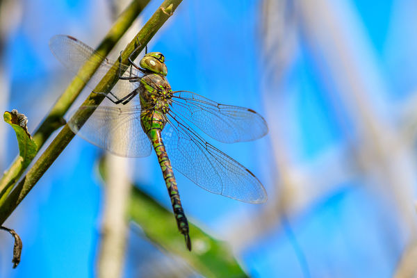 Eastern Pondhawk Dragonfly...