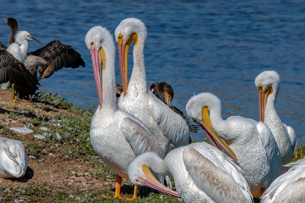 American White Pelicans...