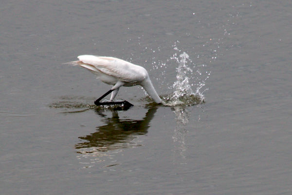 Great Egret fishing...