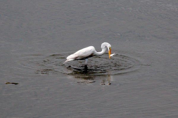 Great Egret fishing 2...