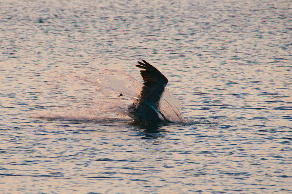 Pelican fishnig at dawn...